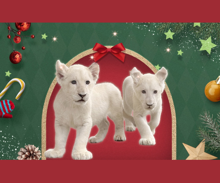 네이처파크 미라클크리스마스