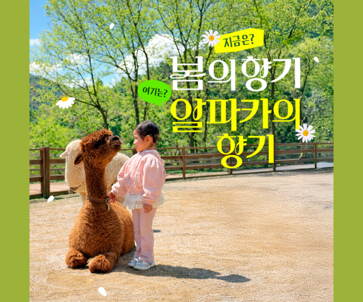 알파카월드 입장권